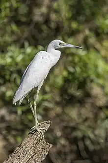 Photo d'une aigrette bleue juvénile, avec un plumage blanc et des pattes verdâtre.