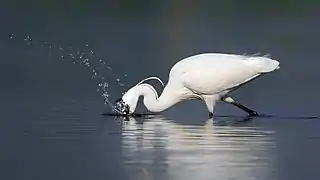 Aigrette garzette dans le সুন্দরবন পূর্ব বন্যপ্রাণ অভয়ারণ্য (bn), Bangladesh. Décembre 2018.