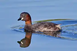 Photographie d'un canard brun-roux sur fond d'eau bleue.