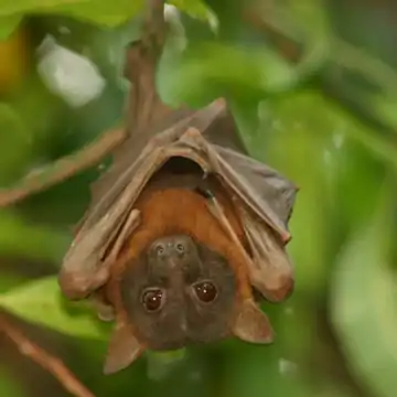 Petite roussette rouge (P. scapulatus).