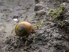 Littorine obtuse commençant un déplacement par reptation