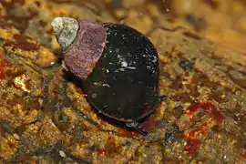 Littorina scutulata