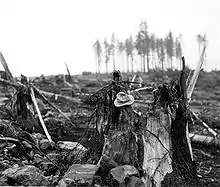 Vue du tronc d'un arbre arraché par la vague. Le tronc se situe à environ 11,3 km du point d'origine de la vague.