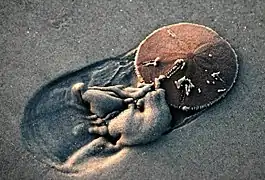 Un « dollar des sables » dans son environnement.