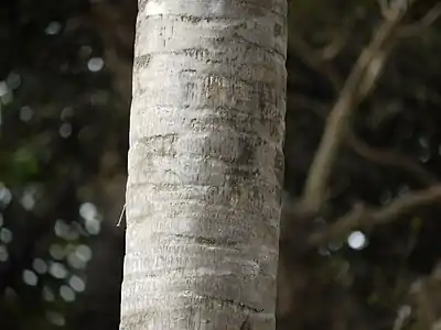 Tronc présentant des cicatrices foliaires en Inde
