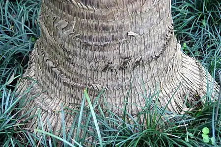 Base du tronc dans Fairchild Tropical Botanic Garden, Miami