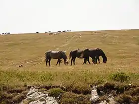 Groupes de chevaux broutant dans un champ.