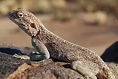 Description de l'image Lizard, Southern Namibia.jpg.
