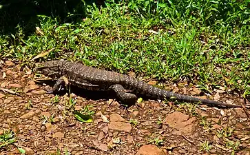 Lézard à Yaboti, province de Misiones, en 2013.