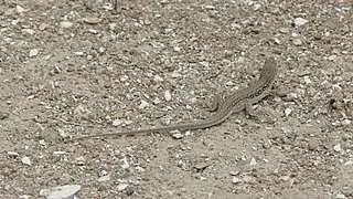 Un lézard dans le parc national d'Absheron en Azerbaïdjan. Mai 2018.