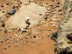Description de l'image Lizard near Dura Europos, Syria.jpg.
