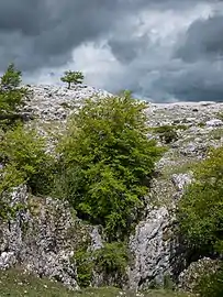 Sur un relief de karst dans la passe de Lizarraga en Navarre.