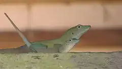 Description de l'image Lizzards mating.jpg.