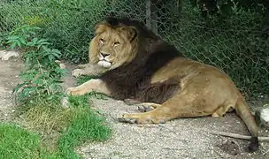 Lion au zoo de Ljubljana