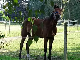 Trotteur de Ljutomer à Ljutomer