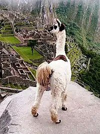 Vue avec un lama face au Machu Picchu.