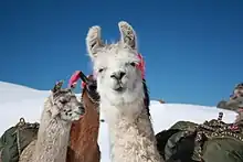 Un groupe de lamas en montagne.