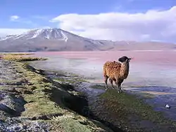 La laguna Colorada, département de Potosí, Bolivie.