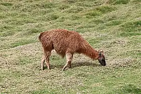 Un lama en Équateur