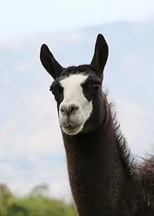 Photographie en mode portrait et en couleur d'un lama à la robe brune foncée.