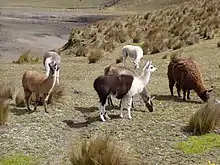 Photographie couleur de six lama dans une vaste plaine désertique.