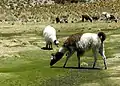 Lamas de la vallée de Junthuma près de Sajama (Bolivie).