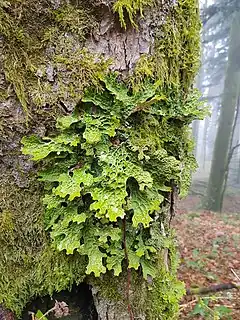 Description de l'image Lobaria pulmonaria 3.jpg.