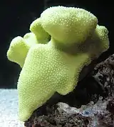 Porites lobata en aquarium.