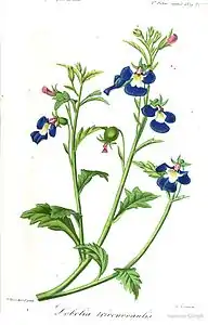 Lobelia