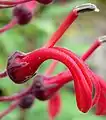 Lobelia tupa