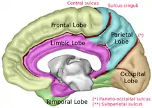 Lobe limbique (représentée en violet) de l'hémisphère cérébral droit.