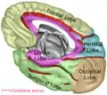 Lobe limbique (représentée en violet) de l'hémisphère cérébral droit.