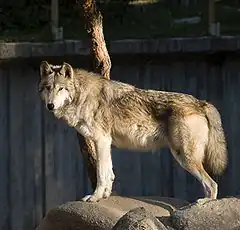 Loup du Canada (Canis lupus occidentalis)