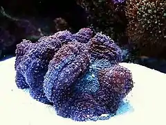 Lobophyllia hemprichii.