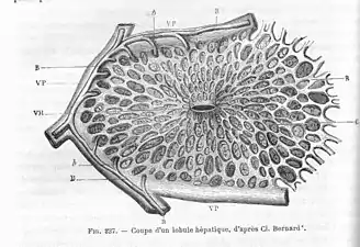 Un lobule hépatique, in Traité d'anatomie comparée des animaux domestiques par Auguste Chauveau et Saturnin Arloing, page 492, J.B. Baillière et Fils, (Paris), 1890.