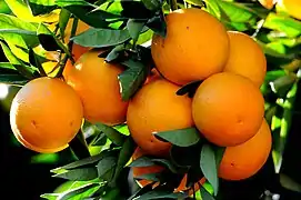 Citrus sinensis (« Orange douce »)