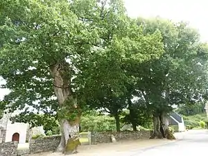Les chênes pédonculés de Locmaria-Berrien (Finistère).