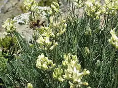 Description de l'image Locoweed Flower and Bee at Marmot Pass.jpg.