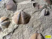 Fossiles de la Formation de Logan.