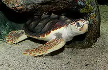 Une tortue caouanne se reposant sous un rocher les yeux ouverts.