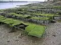 Poches d'huîtres sur tables à la pointe du Château.