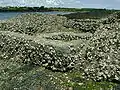 Ancien bassin à dégorger en rivière de Daoulas.