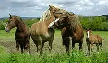 Des chevaux brun-roux et un poulain derrière une clôture