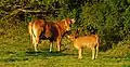 Vache Limousine et son veau à Roudourou.