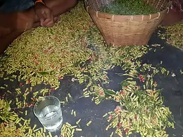 Émondage des grappes de boutons floraux et tri (Moluques, Indonésie)