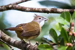 Bulbul aux yeux gris