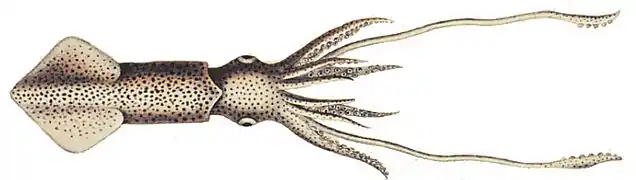 Loliolus sumatrensis