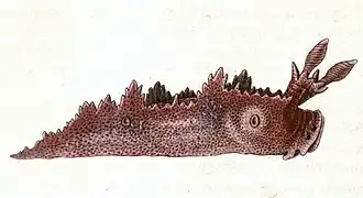 Description de l'image Lomanotus genei.jpg.