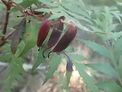 Fruits de L. silaifolia dans le parc national de Cathedral Rock, en Nouvelle-Galles du Sud.