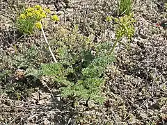 Description de l'image Lomatium foeniculaceum (4012652963).jpg.